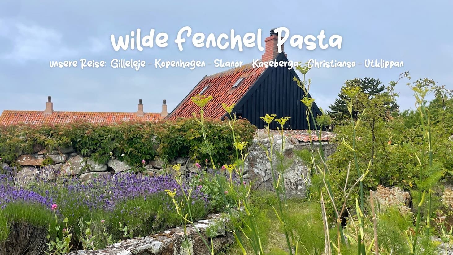 Wilder Fenchel auf Christiansø